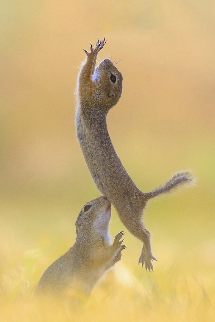 Roland Kranitz (Hungary) Dirty Dancing